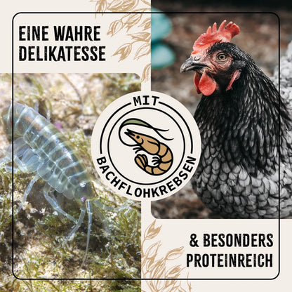 AniForte "FarmLife" - Hühnertraum Ergänzungsfutter für Hühner und Wachteln 2,5 kg